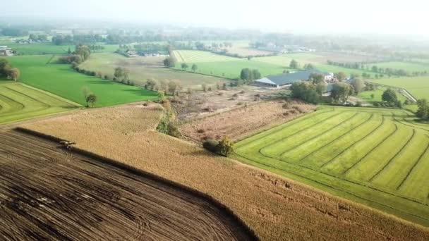オランダの収穫機とトラクターを組み合わせたトウモロコシやトウモロコシを収穫する空中 Ultra Hd空撮 — ストック動画