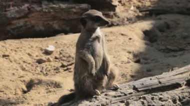 Hayvanat bahçesindeki güzel suricate 'in manzaralı görüntüleri