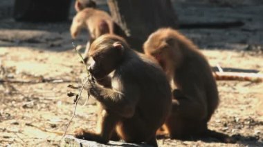 Hayvanat bahçesinde oturan güzel maymunların manzaralı görüntüleri.