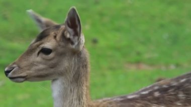 Bir geyik kameraya bakıyor, yakın plan.