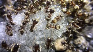 Şeker yiyen karıncaların yakın çekim görüntüleri
