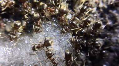 Şeker yiyen karıncaların yakın çekim görüntüleri