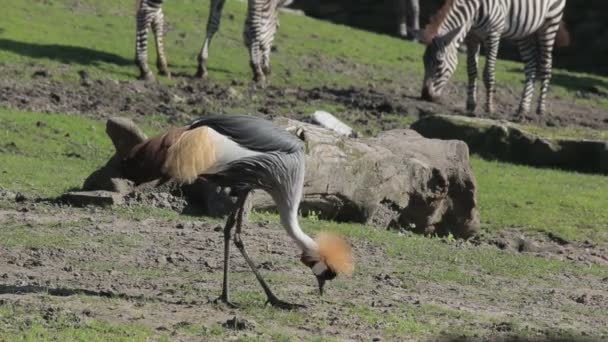 ปภาพท สวยงามของนกท แปลกประหลาดและ Zebras ในสวนส — วีดีโอสต็อก