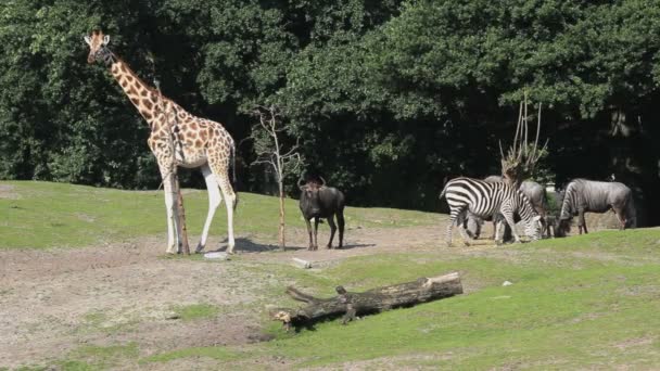 Imágenes Escénicas Hermosos Animales Zoológico — Vídeo de stock