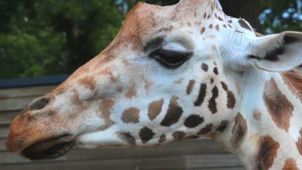 Lähikuva Kuvamateriaalia Kaunis Kirahvi Eläintarhassa — kuvapankkivideo