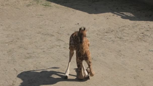 Мальовничі Кадри Красивого Дитячого Жирафа Зоопарку — стокове відео