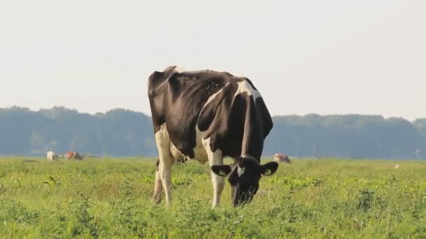 オーストリアの緑の草原を歩く牛 — ストック動画