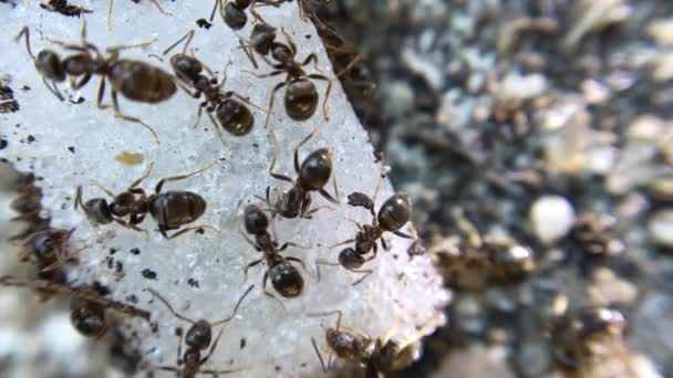 Şeker Yiyen Karıncaların Yakın Çekim Görüntüleri — Stok video