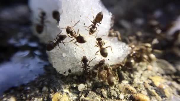 Imagens Close Formigas Comendo Açúcar — Vídeo de Stock