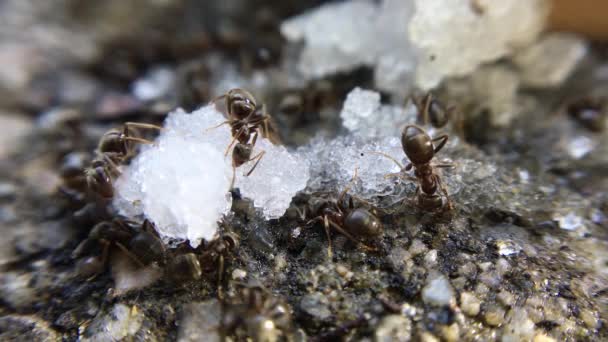 Imagens Close Formigas Comendo Açúcar — Vídeo de Stock