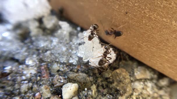 plans rapprochés de fourmis mangeant du sucre