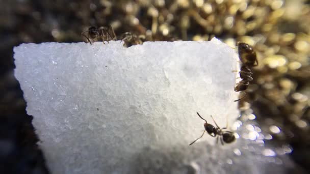 Imagens Close Formigas Comendo Açúcar — Vídeo de Stock