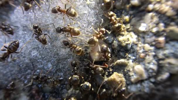 Nahaufnahmen Von Ameisen Die Zucker Essen — Stockvideo