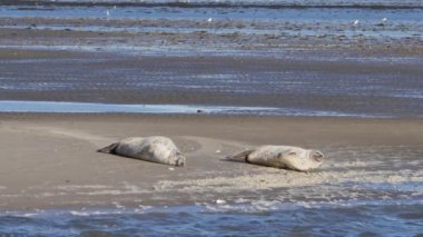 Danimarka 'da Fano Adası yakınlarındaki Wadden Denizi' nde kumsalda foklar dinleniyor.