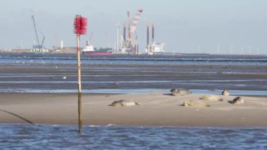 Danimarka 'da Fano Adası yakınlarındaki Wadden Denizi' nde kumsalda foklar dinleniyor.