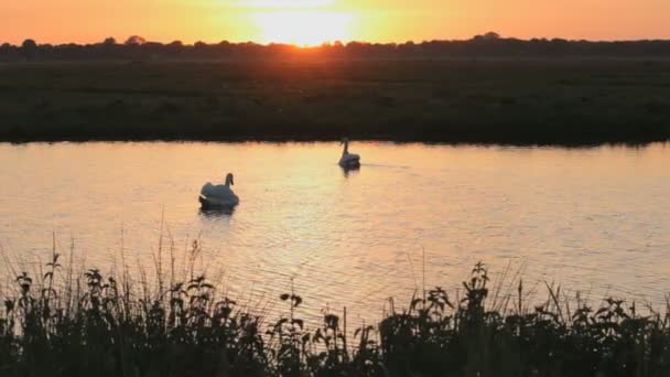 Schwäne Und Ihre Kleinen Babys Einem See Bei Sonnenuntergang Die — Stockvideo