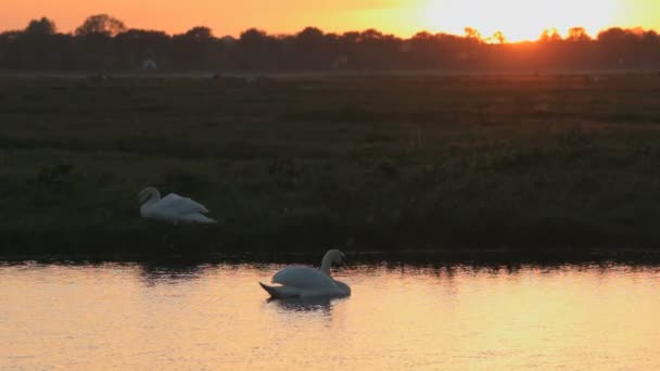 Schwäne Und Ihre Kleinen Babys Einem See Bei Sonnenuntergang — Stockvideo