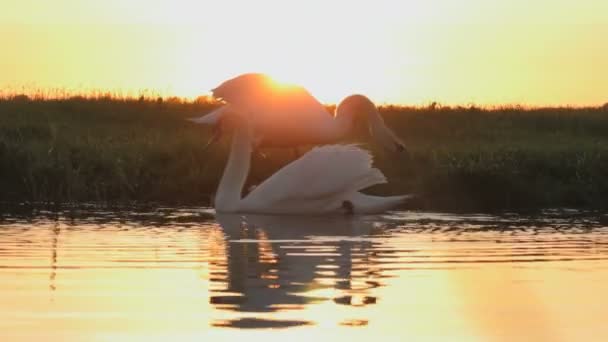 Schwäne Und Ihre Kleinen Babys Einem See Bei Sonnenuntergang — Stockvideo