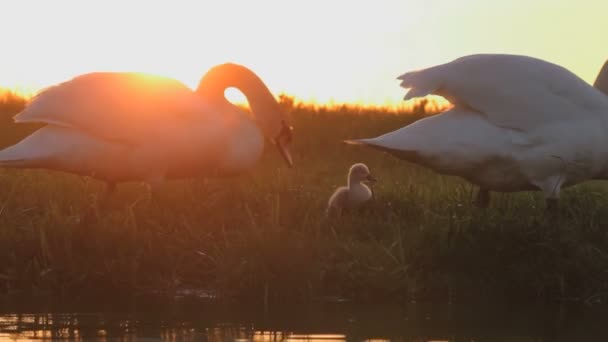 Labutě Jejich Malé Děti Jezeře Při Západu Slunce — Stock video