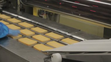 Hollanda 'daki peynir fabrikası. Montaj hattında bir sürü peynir var..