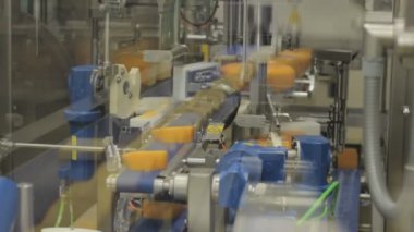Hollanda 'daki peynir fabrikası. Montaj hattında bir sürü peynir var..