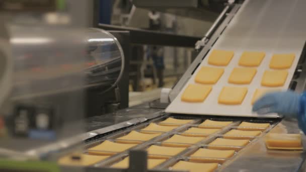 荷兰的奶酪工厂装配线上有很多奶酪 — 图库视频影像