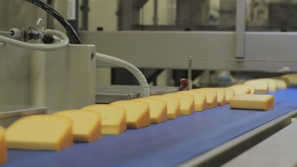 オランダのチーズ工場 組み立てラインにはチーズがたくさんある — ストック動画