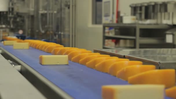 Сырная Фабрика Голландии Много Сыра Конвейере — стоковое видео