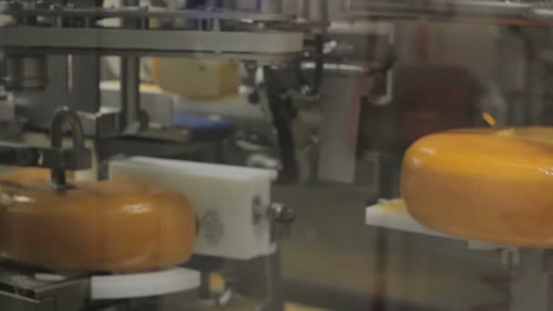 Сырная Фабрика Голландии Много Сыра Конвейере — стоковое видео