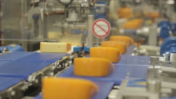 Fábrica Queso Holanda Montón Queso Línea Montaje — Vídeos de Stock