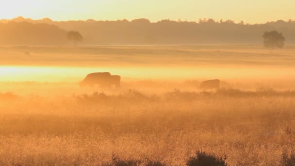 私は朝5時に目が覚め これらのショットを撮影しました 美しい黄金の日の出と雄牛が畑を楽しむために目を覚ます — ストック動画