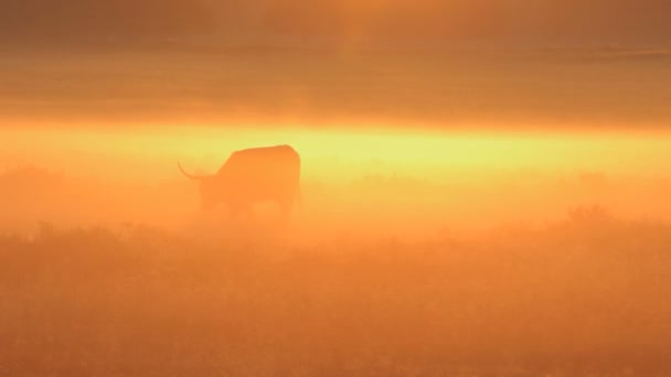 Acordei Manhã Para Tomar Estes Tiros Heather Beautiful Nascer Sol — Vídeo de Stock