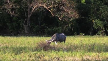Bullock ve Beyaz Balıkçıl 'ın yeşil çayırdaki yakın çekim görüntüleri.