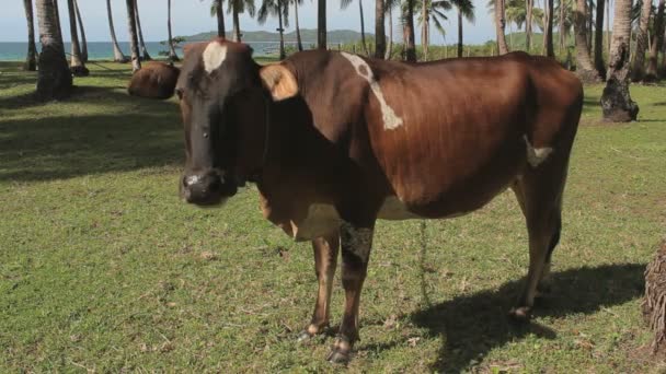 Nahaufnahme Einer Schönen Kuh Auf Einer Grünen Wiese — Stockvideo