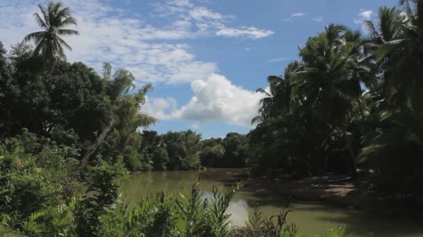 Scénický Záběr Mangrovového Lesa Slunečný Den Stock Video