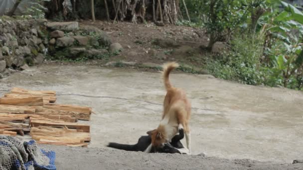 Close Footage Beautiful Dogs Playing Street — Stock Video