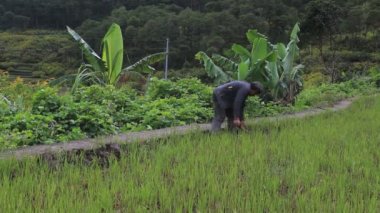 Su yansıtmalı pirinç terasları. Bohol. Filipinler