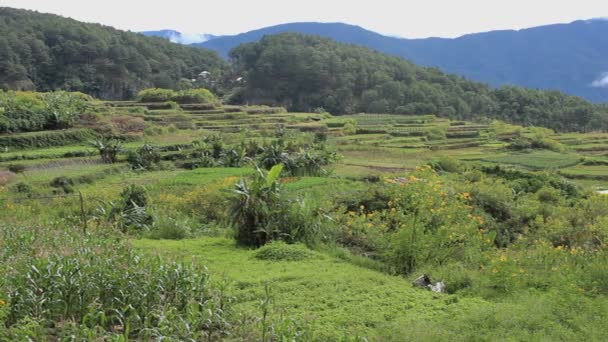 Yansıtmalı Pirinç Terasları Bohol Filipinler — Stok video