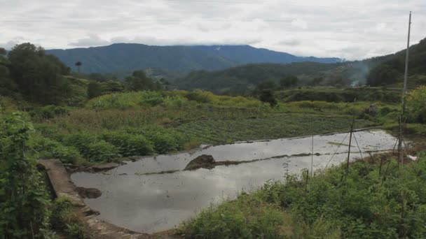Terraços Arroz Com Reflexo Água Bohol Filipinas — Vídeo de Stock