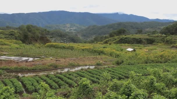 Ris Terrasser Med Vatten Reflektion Sprit Filippinerna — Stockvideo