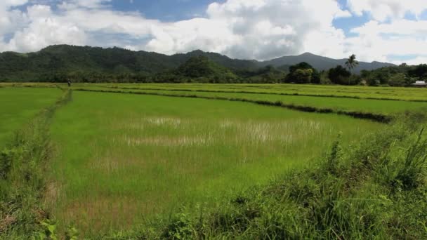 Yansıtmalı Pirinç Terasları Bohol Filipinler — Stok video