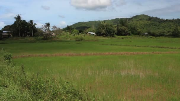 Terraços Arroz Com Reflexo Água Bohol Filipinas — Vídeo de Stock