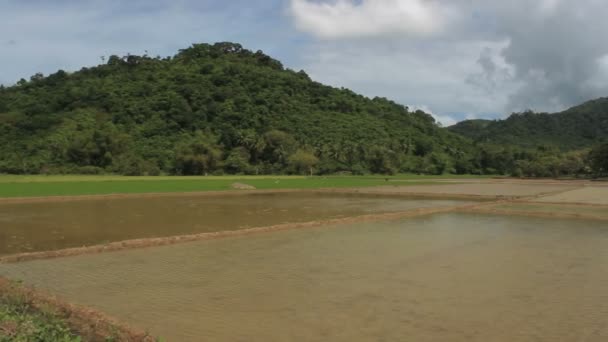 Víztükör Rizsföldeken Dzsungelben — Stock videók