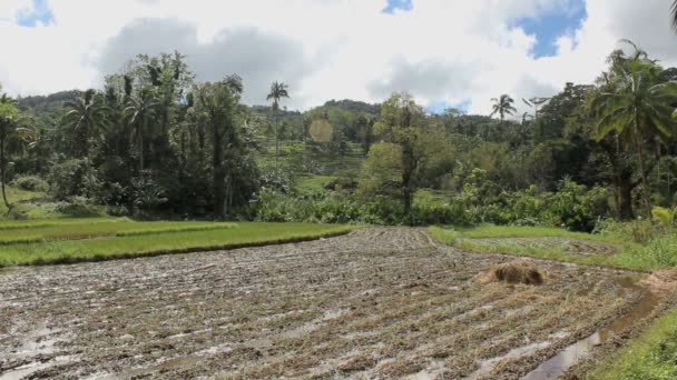 Campos Arroz Ilha Bohol Nas Filipinas — Vídeo de Stock