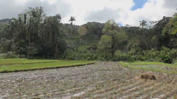 Filipinlerdeki Bohol Adasındaki Pirinç Tarlaları — Stok video