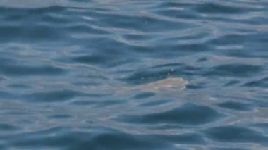 Kaplumbağa kafasıyla geliyor. Aynı çekimde derinlere dalacak..