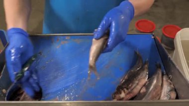 Balıkçıda fileto ve ringa balığı temizleme işi.