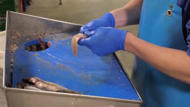 Filetieren Und Reinigen Von Hering Der Küche Eines Fischrestaurants — Stockvideo