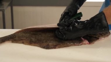 Balıkçı balık temizliyor ve restorana hazırlıyor.