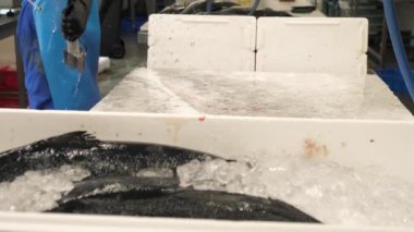 Lokanta mutfağında el bilgisayarıyla somon balığının derisini temizlemek.